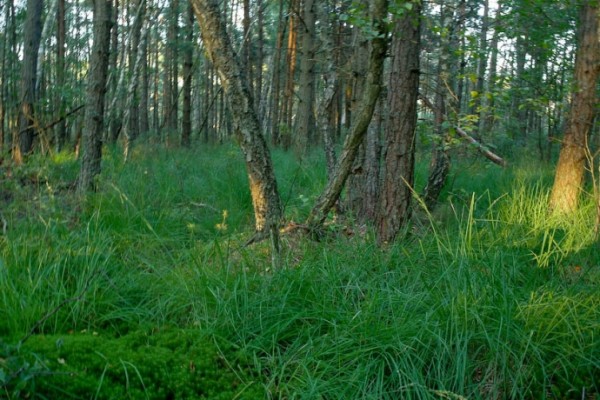 Najpiękniejsze miejsce nad Bałtykiem Ziołowa Wyspa Małgorzata