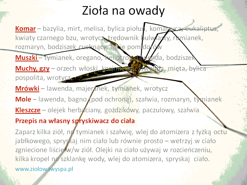 zioła na owady