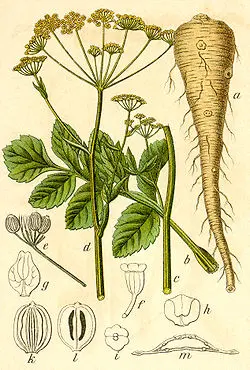 pasternak