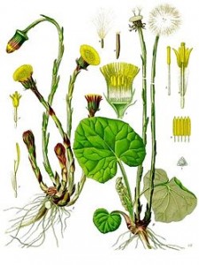 Tussilago_farfara_-_Köhler–s_Medizinal-Pflanzen-142