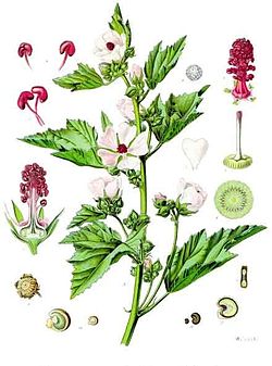 Althaea_officinalis_-_Köhler–s_Medizinal-Pflanzen-008