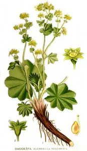 250px-Nordens_flora_Alchemilla_vulgaris_clean