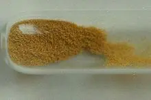 lupulina
