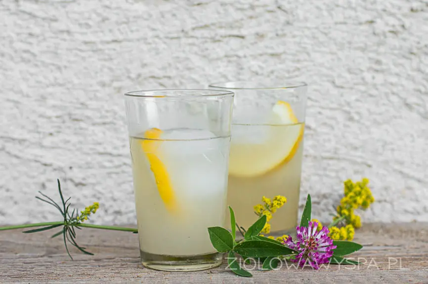 Lemoniady z kwiatów koniczyny i przytulii właściwej.