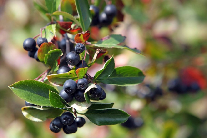 aronia