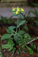 kalanchoe spathulata