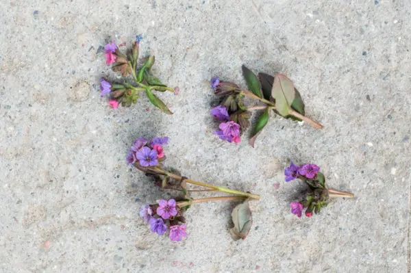 zioła na kaszel miodunka