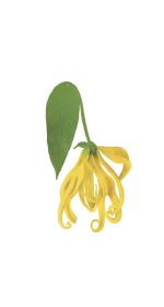 Aromaterapia