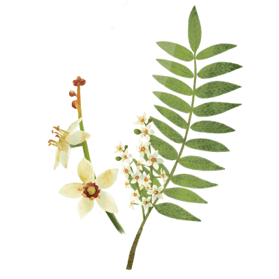 boswellia-b.png