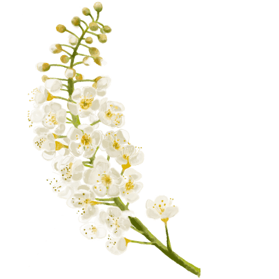 czeremcha-b.png