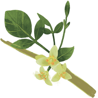 mirra-b.png