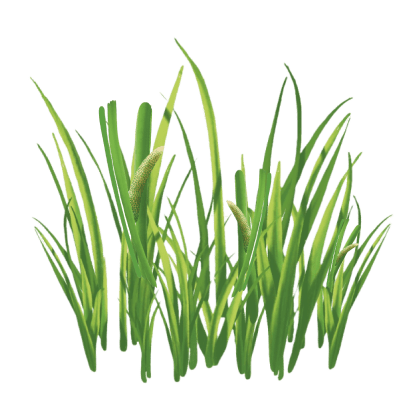 tatarak-b.png